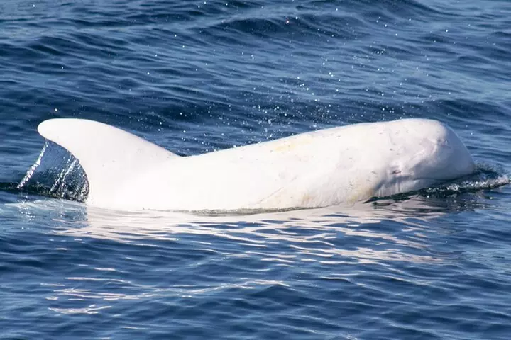 Monterey Whale Watching Tour