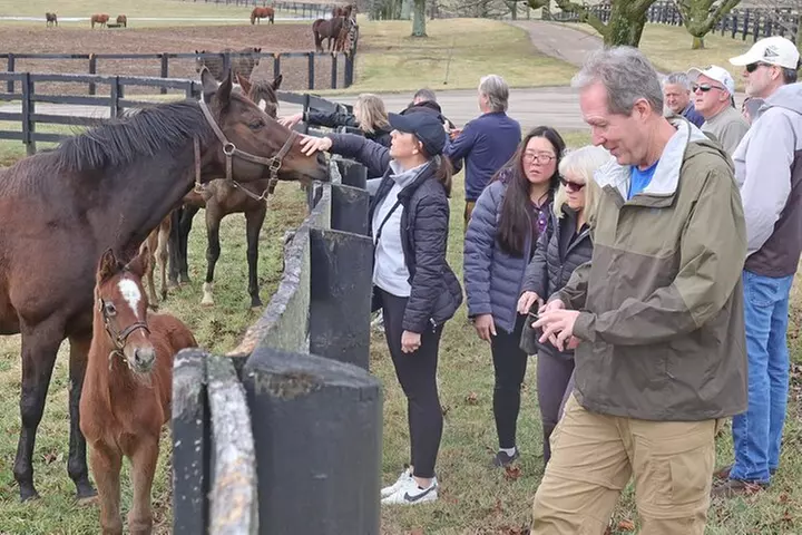 Half-Day Thoroughbred Horse Farm Tour in Kentucky