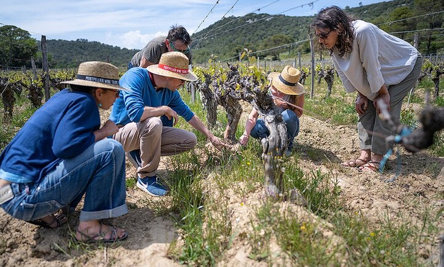 Image 2: Visite d'une demi-journée en petit groupe, vins du Languedoc, Pic S...