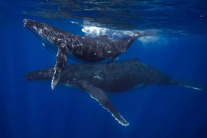Kayak, Whale Watch, and Snorkel With Optional Photo and Video