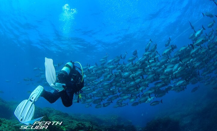 Image 2: Rottnest Island deep dive tour