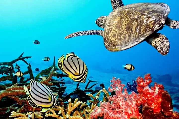 Key Largo Coral Reef Park and Sunset Celebration