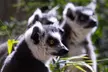 Sacramento Zoo General Admission Ticket - Second Medium