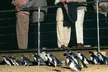 Phillip Island Penguin and wildlife Tour - Image 2