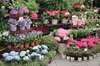 $50 For $100 Toward Fruit Trees