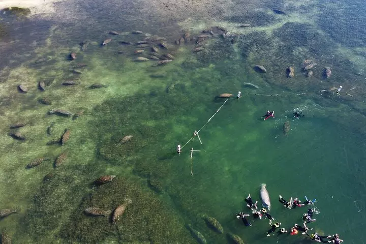 3 hours Manatee Swim Tour in Florida