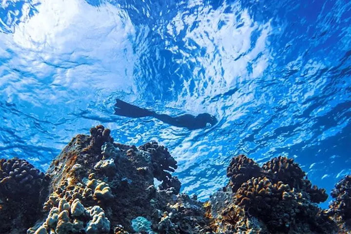 Moana's Waikīkī Grand Guided Turtle Snorkel & Sailing Adventure