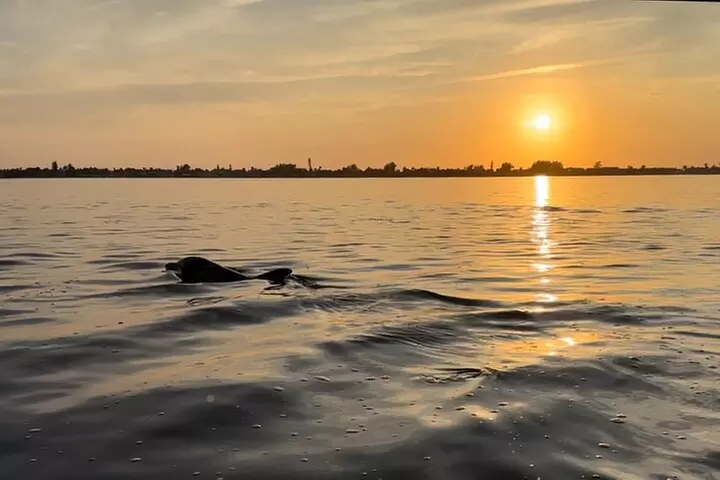 Sunset Kayaking with Dolphins