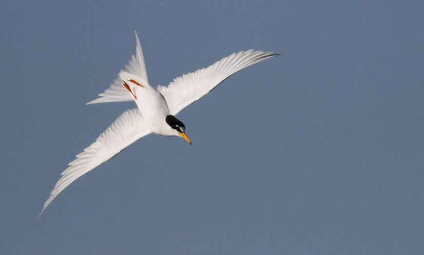 Image 6: Lymington Wildlife Discovery Walk