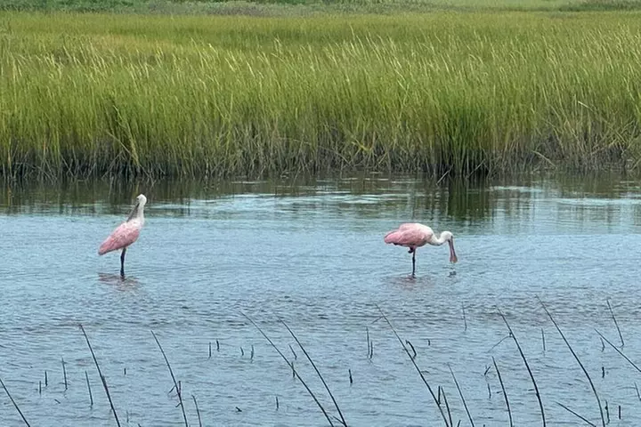 Private Charleston Dolphin and Eco Boat Tour