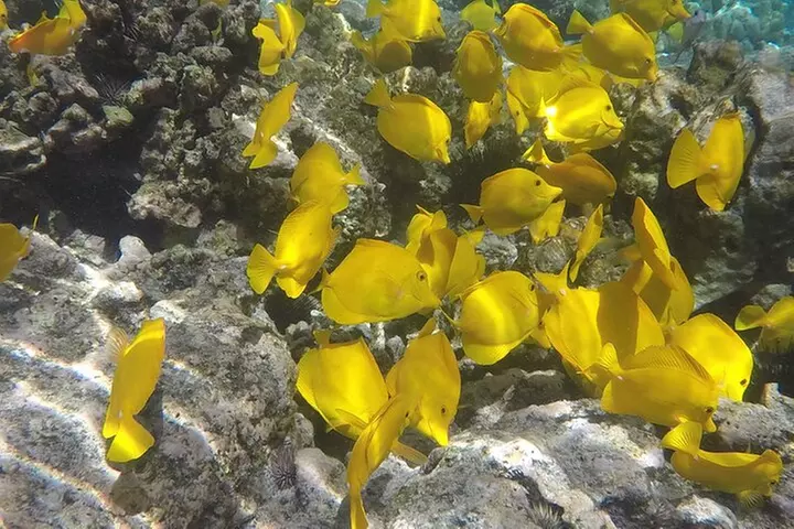 Kealakekua Bay (Captain Cook Monument) Snorkel and Sail Adventure