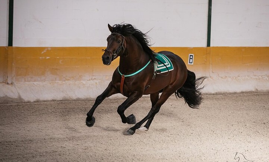 Image 7: Espectáculo de Caballos Andaluces y Flamenco con transporte