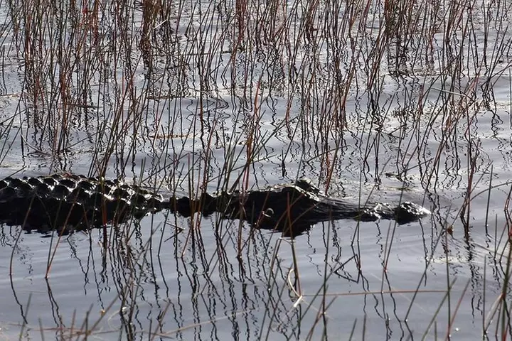 Florida Everglades Night Airboat Tour near Fort Lauderdale