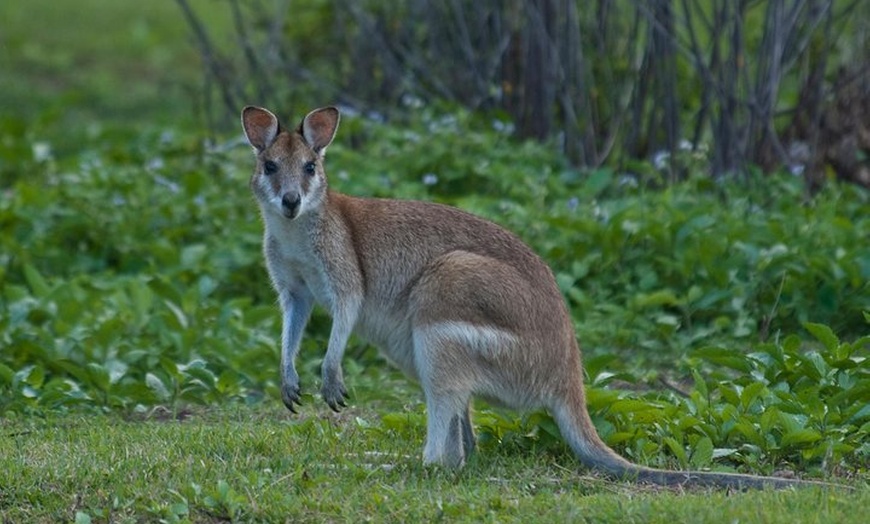 Image 9: 3-Day Best of Cairns Combo: The Daintree Rainforest, Great Barrier ...