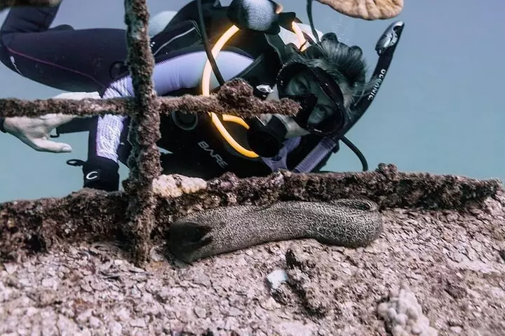 Certified Divers: Best 2-Tank Wrecks & Reef Boat Dive All Inclusive From Waikiki - Primary Image