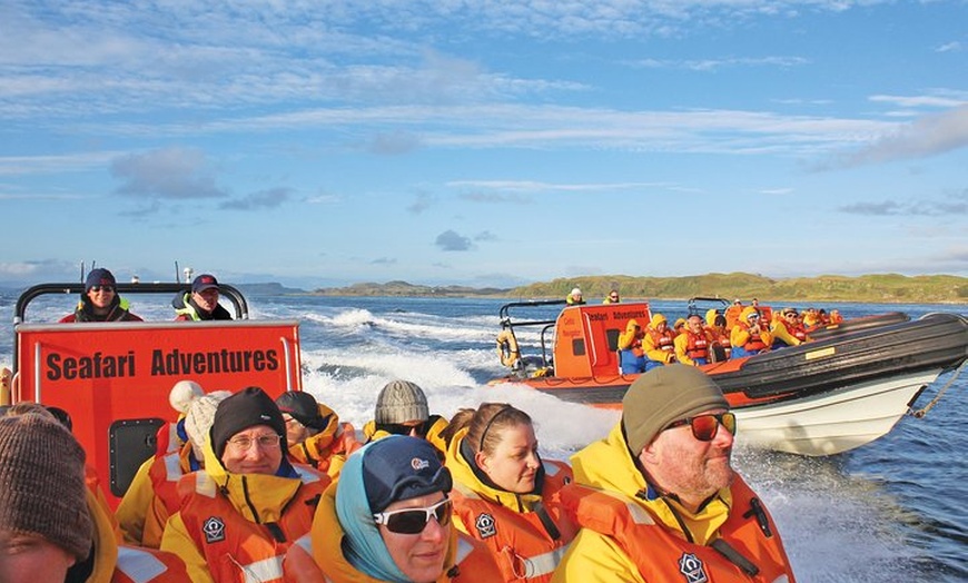 Image 8: Marine Wildlife Tour through Gulf of Corryvreckan