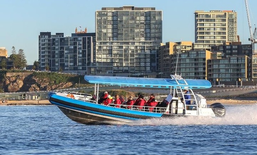 Image 7: Humpback Whale Encounter Tour from Newcastle