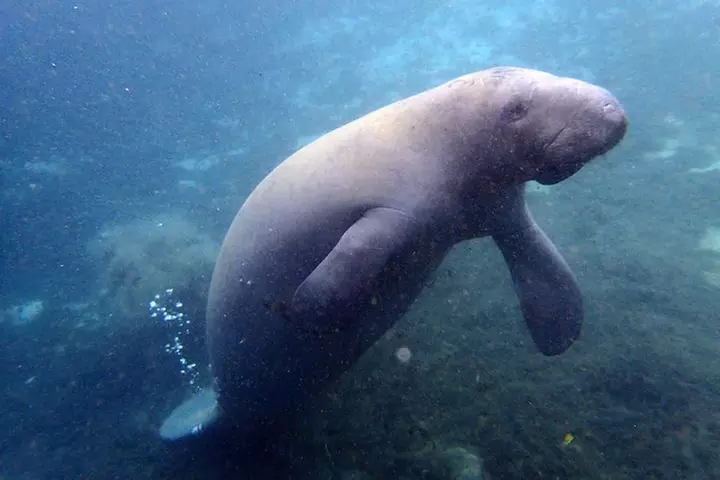 The 'OG' Manatee Snorkel Tour with In-Water Guide/Photographer