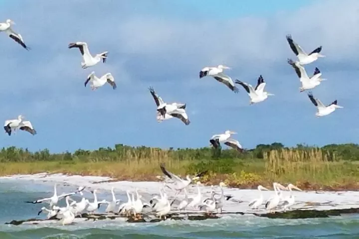Half-Day Guided Snorkeling Tour with Dolphin Watch in Anclote Key Park - Second Medium