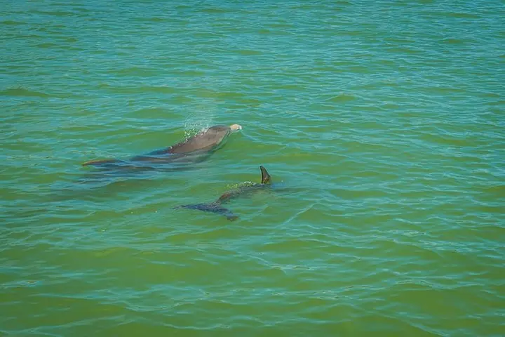Marco Island Dolphin Sightseeing Tour