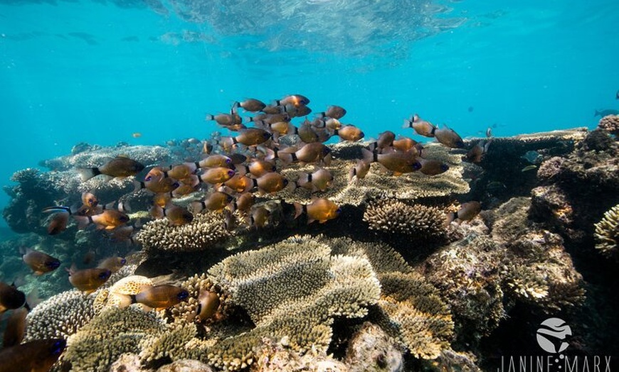 Image 14: Ningaloo Reef Snorkel and Wildlife Adventure