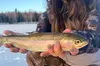 3 Hour Ice Fishing Experience