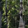 Image 5: Treetop Challenge Adrenaline Pass