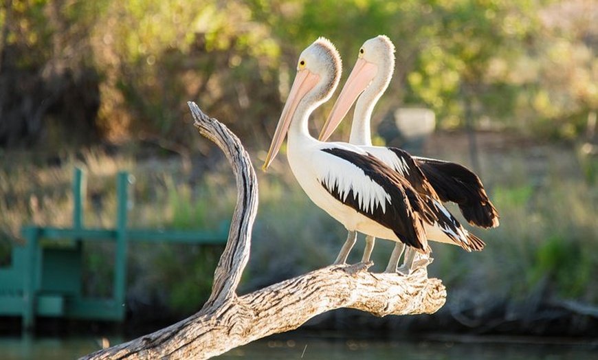 Image 3: Murray River Day Trip from Adelaide Including Lunch Cruise aboard t...