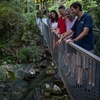 Image 6: Half Day Tour to Daintree Rainforest and Mossman Gorge