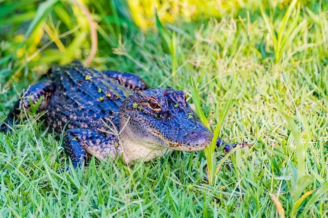 VIP Swamp Experience with New Orleans Hotel Pick Up - Primary Image