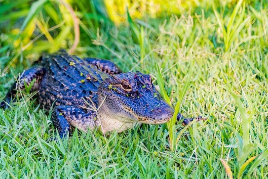 Cajun pride swamp store tour groupon