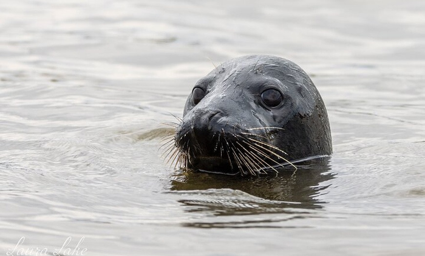 Image 2: Scroby Sands Seal Watching