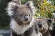 Kuranda Koala Gardens and Birdworld Admission Tickets - Image 2