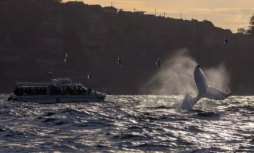 Image 5: Private Luxury Intimate Whale Watching