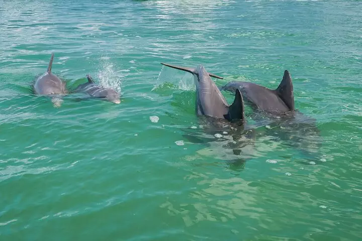 Dolphin Watching and Snorkeling Adventure in Key West - Second Medium