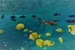 Molokini Crater Zodiac Adventure: Snorkel and Turtle Cove Swim - Second Medium