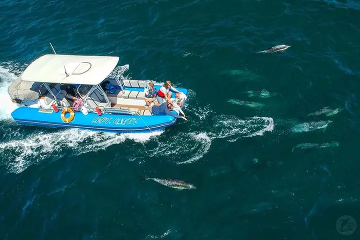 Up-Close Dolphin & Whale Watching Zodiac Adventure in Dana Point