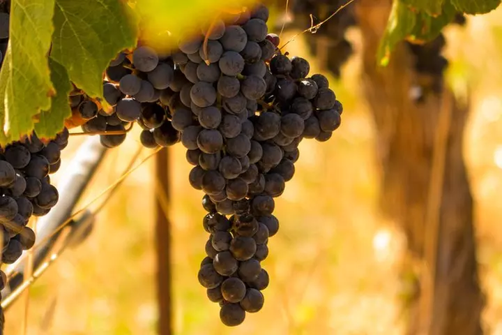 Half-Day Wine Country Tour from San Francisco