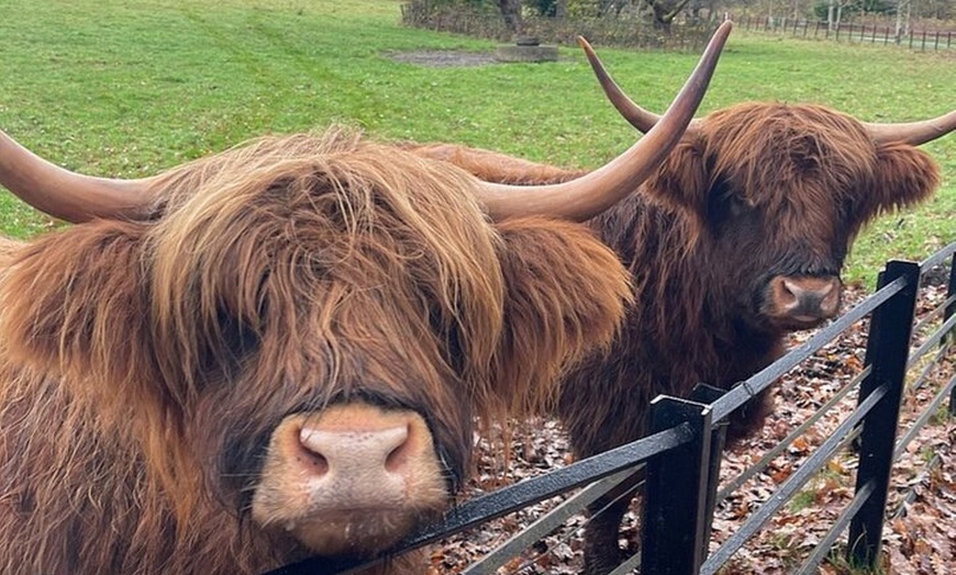 Image 8: Glasgow Wildlife Centre Higlands Cow Apacas Walking Tour