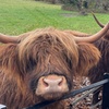 Image 8: Glasgow Wildlife Centre Higlands Cow Apacas Walking Tour