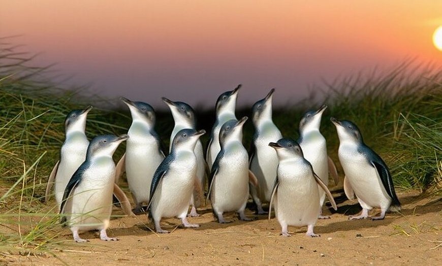 Image 3: Melbourne Puffing Billy Penguin Yarra Valley Wine choc Tour