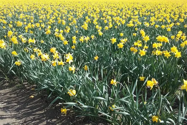Tulip Festival and Skagit Valley Tour - Second Medium