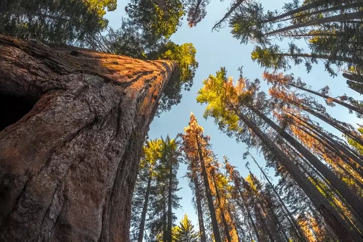 Sequoia & Kings Canyon NP Self-Guided Driving Audio Tour