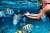 Key Largo Snorkeling Trips & Sandbar Tours