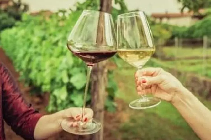 Mount Tamborine Deluxe Wine Tasting with Two Course Lunch