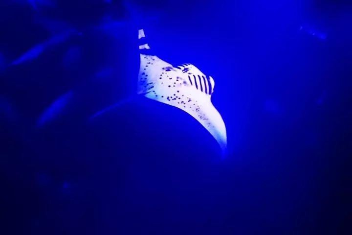 Manta Ray Night Snorkel in Kona - Primary Image