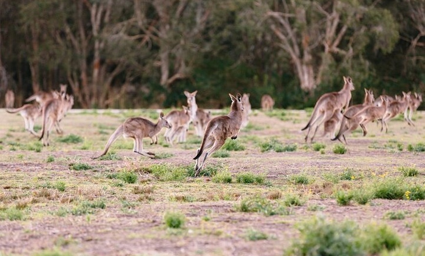 Image 2: Mt Tamborine And Glow Worm Day Tour