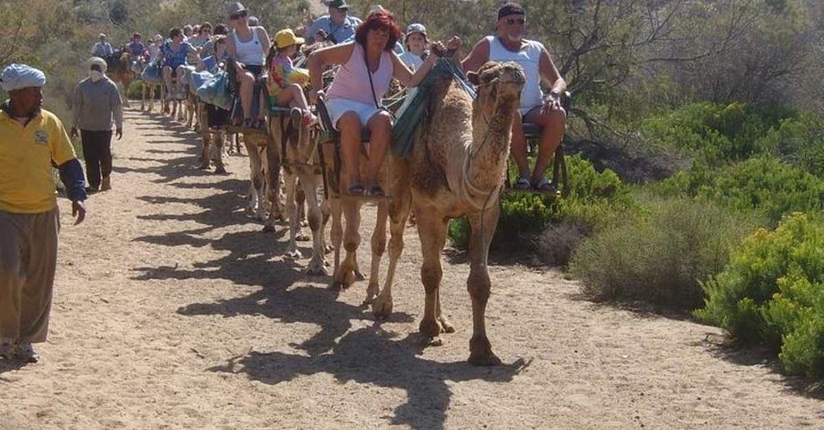 Paseo en camello por las Dunas de Maspalomas en Las Palmas