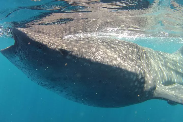 Small-Group Whale Shark and Snorkeling Tour from Cancun - Primary Image