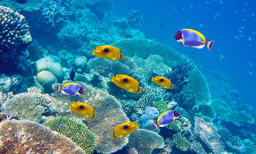 Image 19: ✈ ILE MAURICE | Trou d'Eau Douce - Friday Attitude 3*, 5 nuit